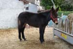 la mule Tubuline à 8 mois